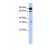 Western Blot: ABCD4 Antibody [NBP1-59397] - This Anti-ABCD4 antibody was used in Western Blot of 721_B tissue lysate at a concentration of 1ug/ml.